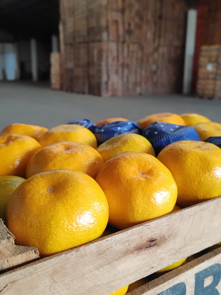 naranjas frescura y calidad de citrus fabrello