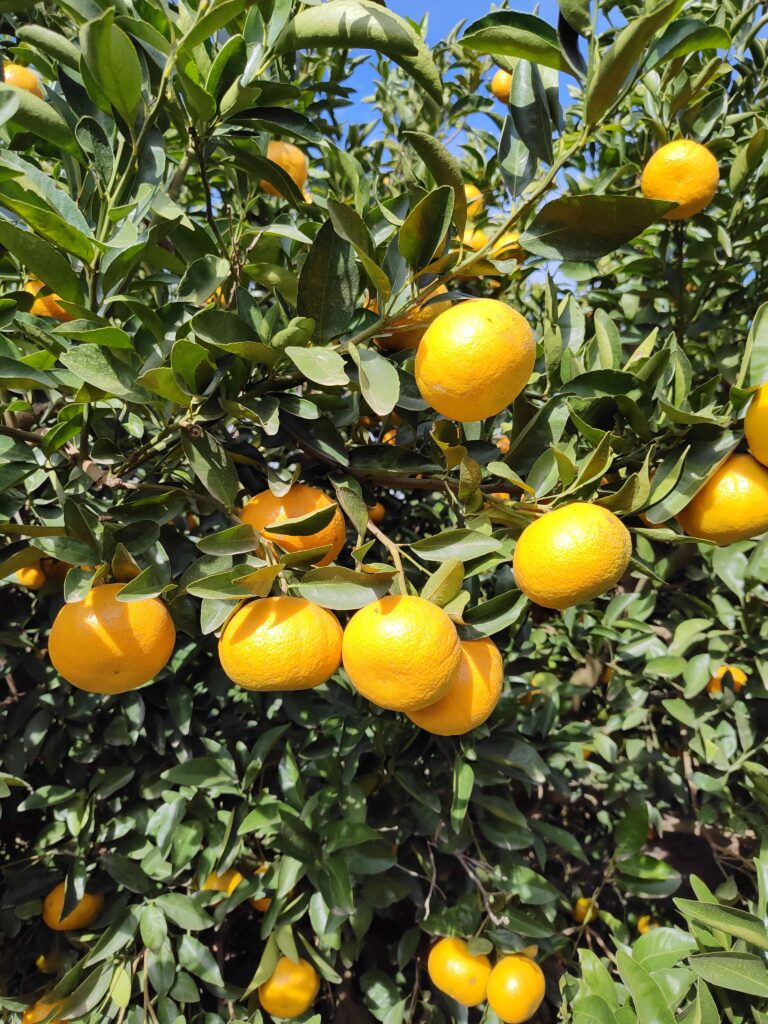 mandarinas fotos calidad y frescura citrus fabrello mandarinas fotos calidad y frescura citrus fabrello