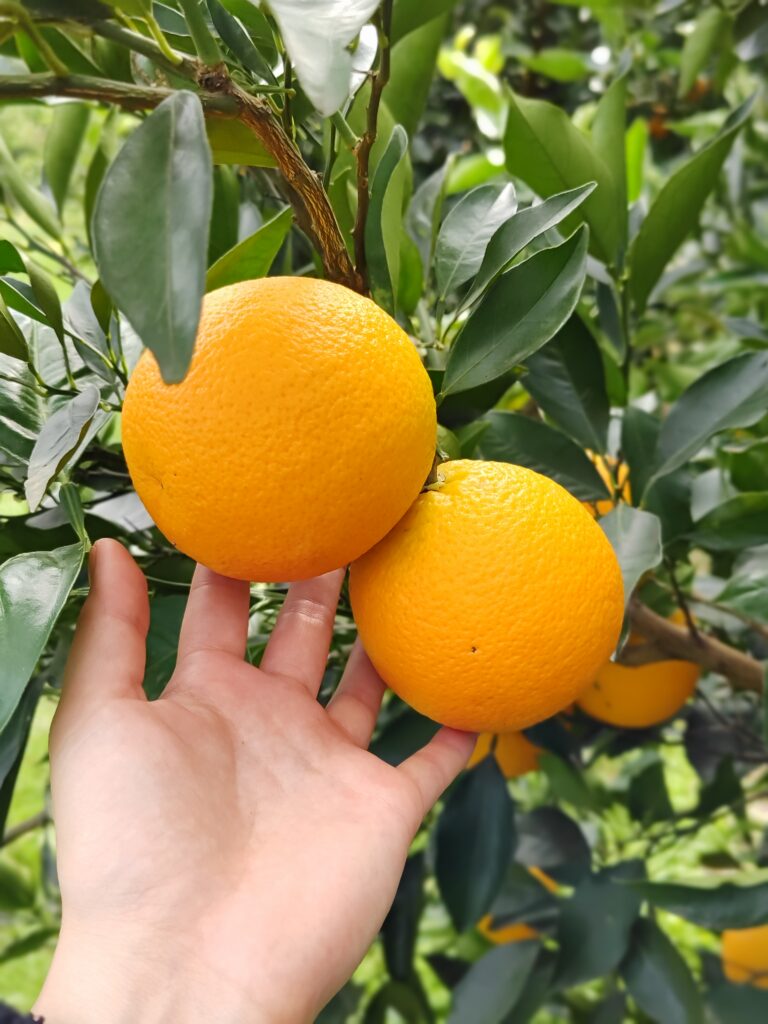 naranjas citrus fabrello naranjas citrus fabrello