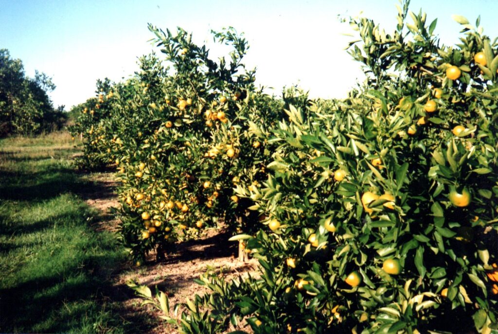 campo naranjas foto antigua