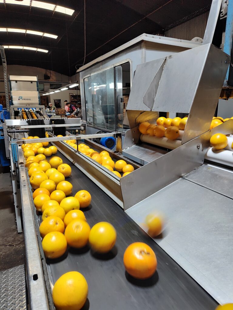 proceso maquinaria citrus fabrello