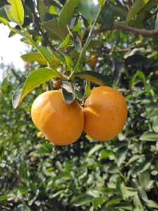plantas mandarinas vivero citrus fabrello