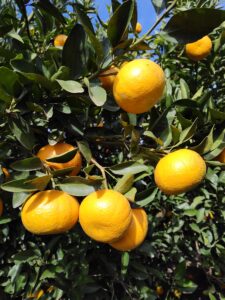 plantas mandarinas vivero citrus fabrello