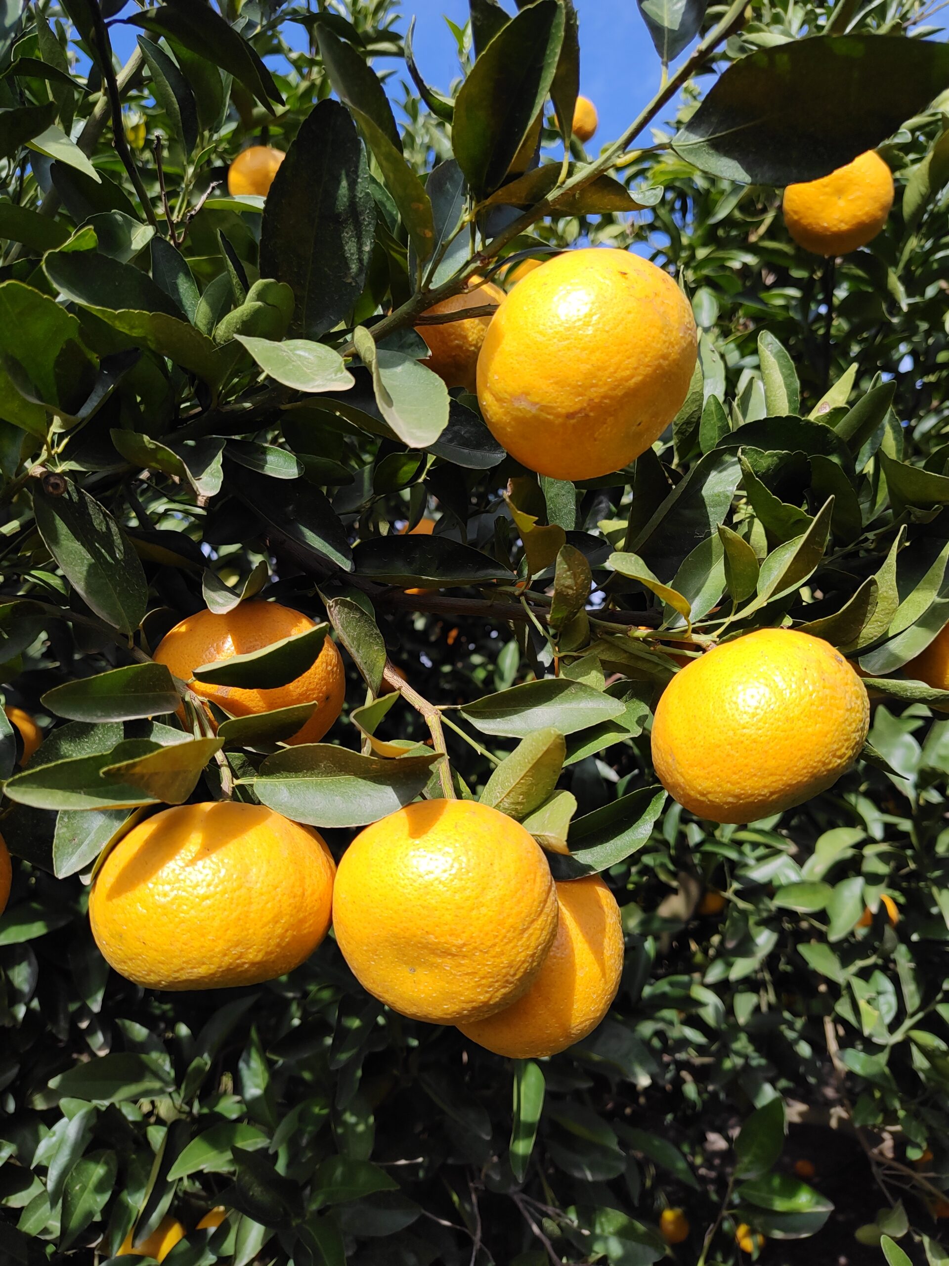 plantas mandarinas vivero citrus fabrello