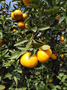 mandarinas citrus fabrello