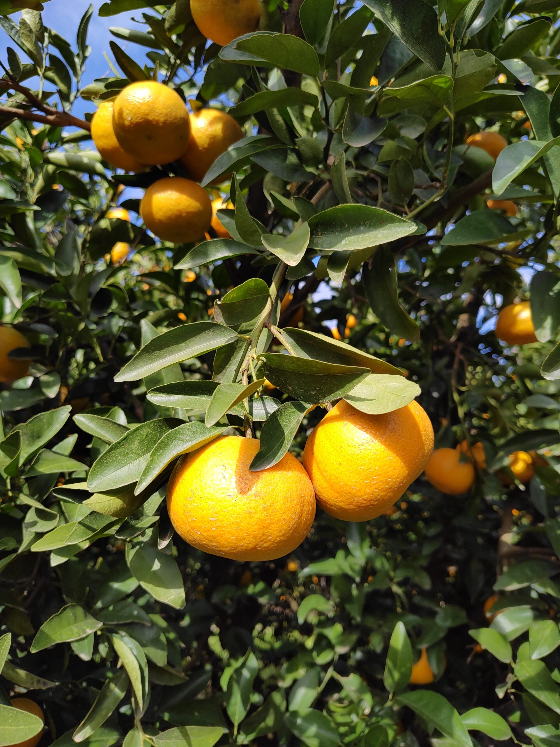 mandarinas citrus fabrello