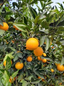 naranjas de citrus fabrello