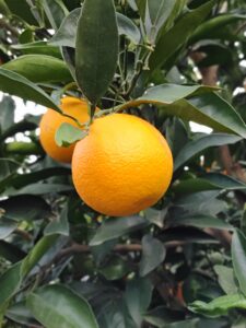 naranjas de citrus fabrello