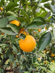 naranjas cosecha fabrello