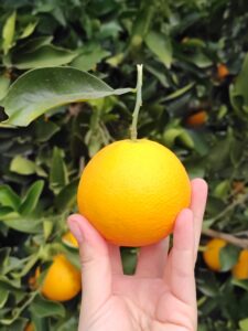 naranjas cosecha fabrello