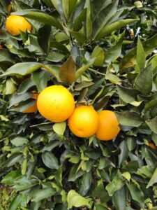 naranjas de citrus fabrello