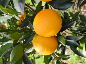 naranjas de citrus fabrello