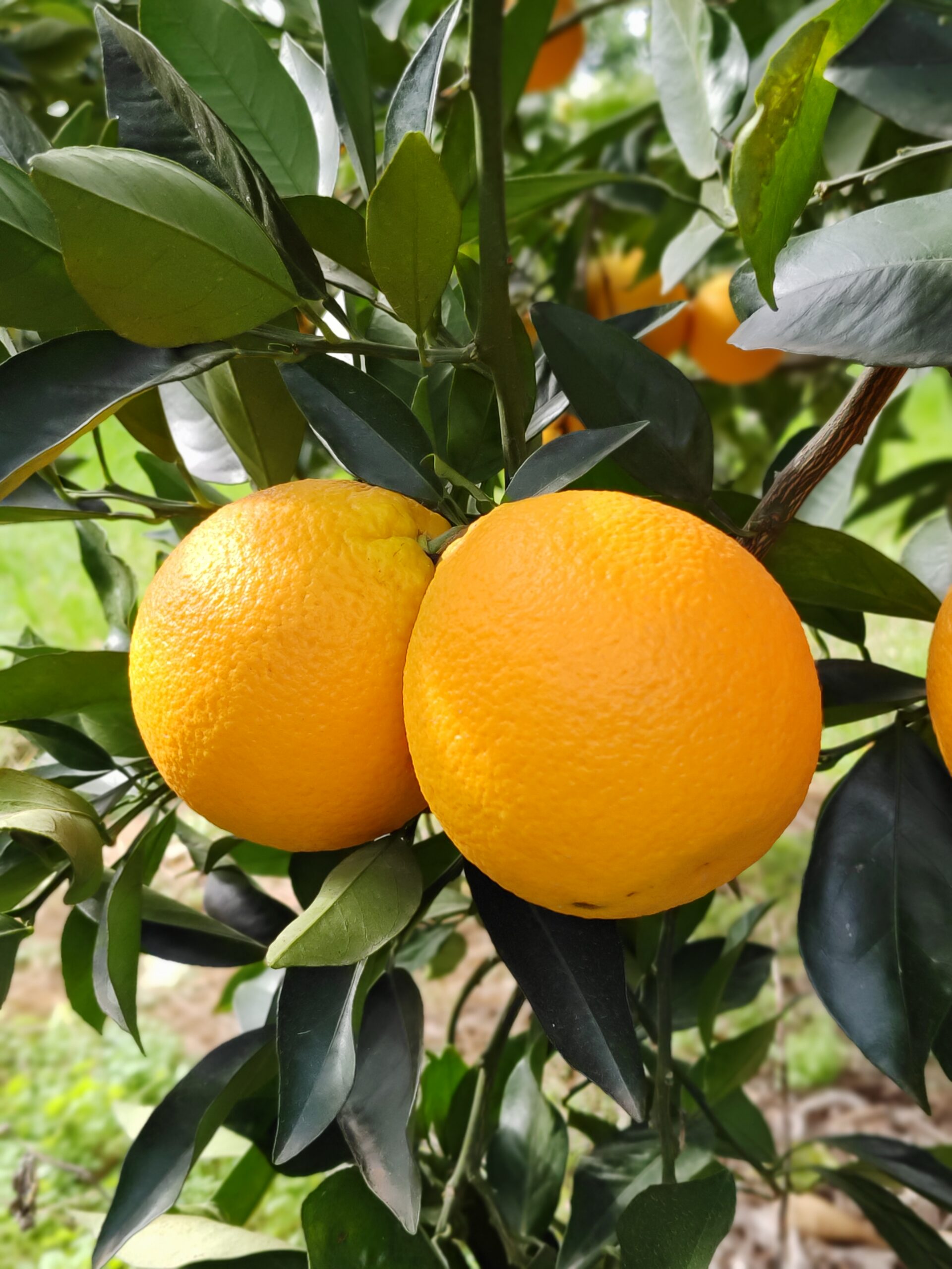 naranjas de citrus fabrello