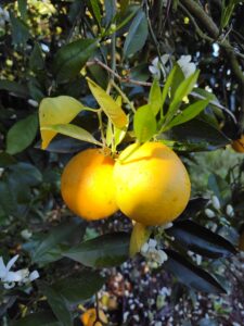 limones citrus fabrello