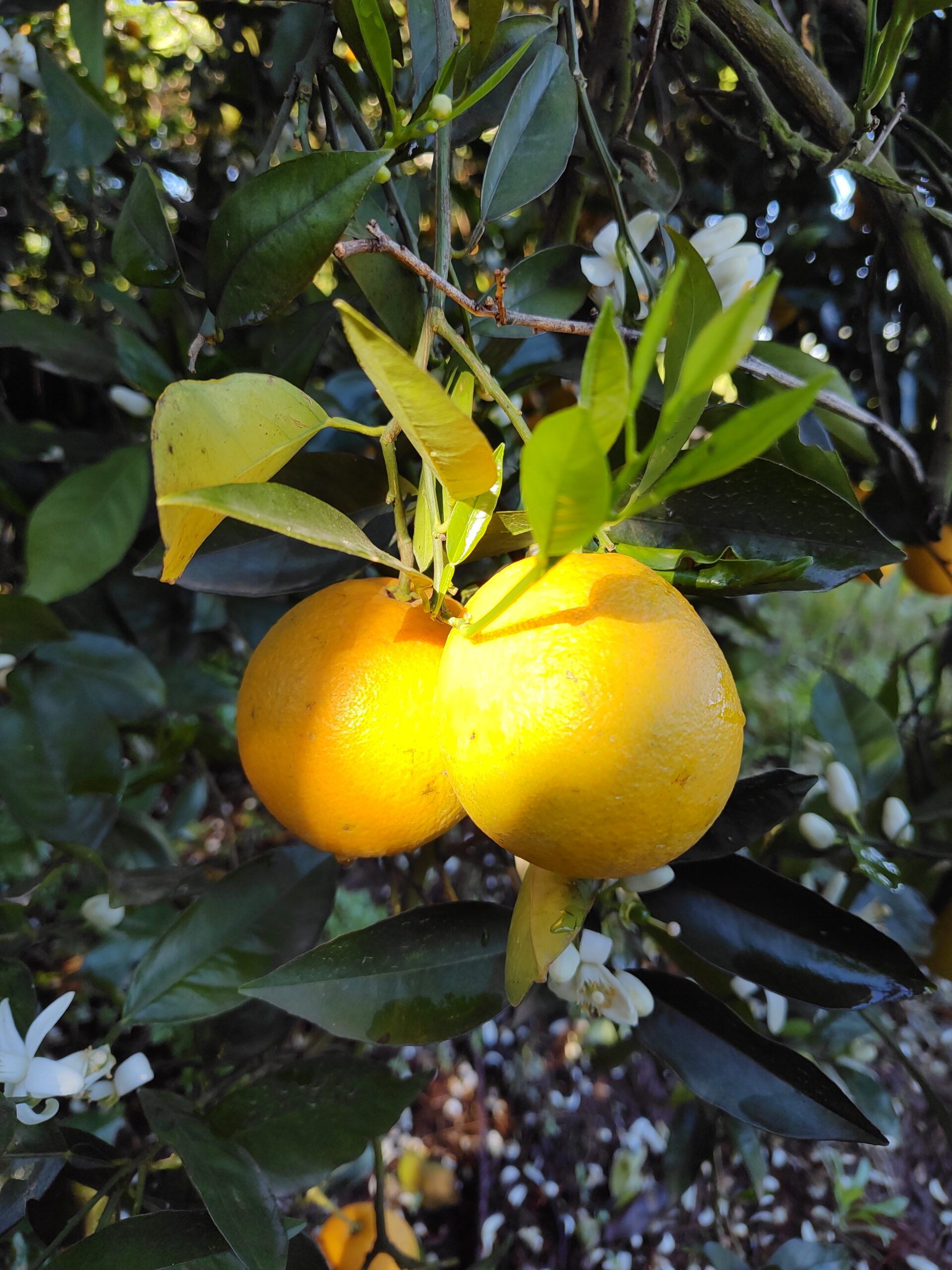 limones citrus fabrello