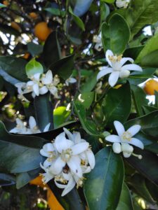 limones citrus fabrello