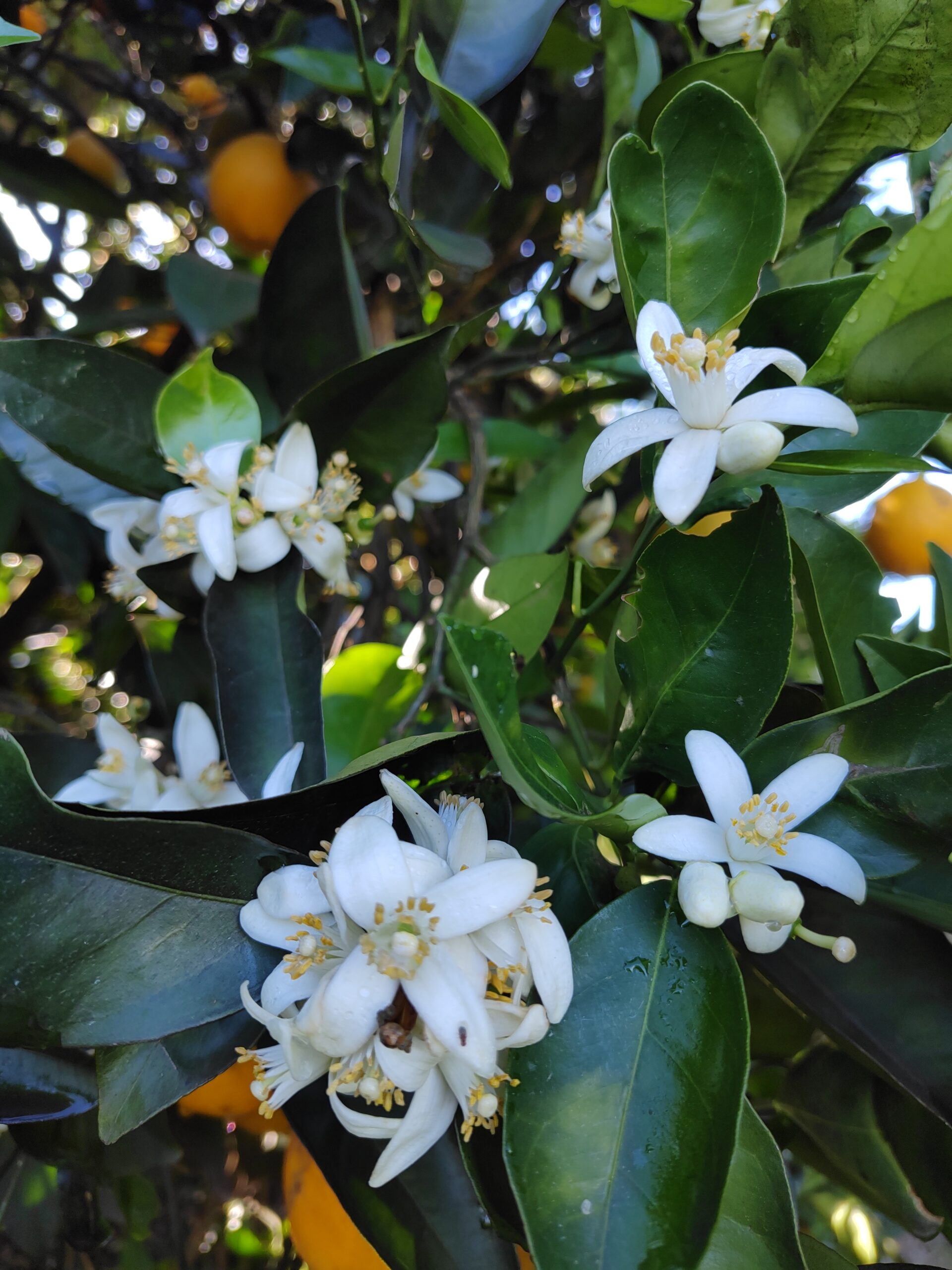 limones citrus fabrello