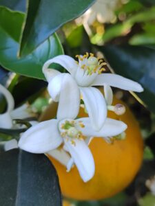 limones citrus fabrello